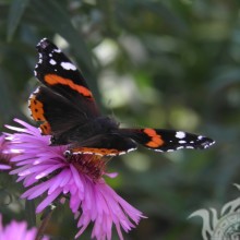 Schwarzer Schmetterling herunterladen