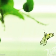 Yellow green butterflies