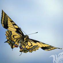 Butterfly flies