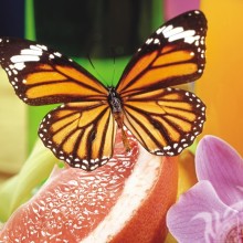 Бабочка и фрукт