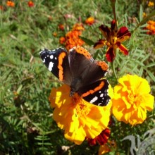 Mariposa sobre una flor amarilla en un avatar