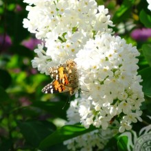 Butterfly on white lilac