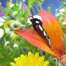 Papillon sur avatar