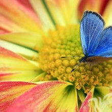Синяя бабочка фото