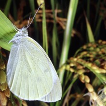 Белая бабочка фото