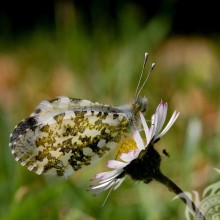 Schöner Schmetterling auf einem Kamillenfoto