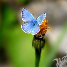 Blauer Schmetterling auf Profil