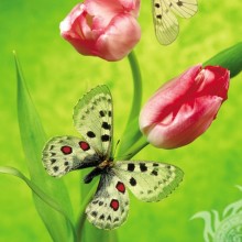 Schmetterling auf einer Tulpe