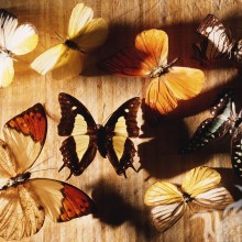 Muitas borboletas lindas