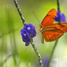 Бабочка оранжевого цвета