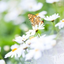 Бабочка на белых цветах