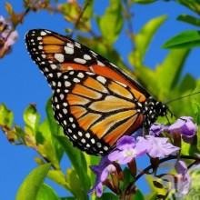Belle photo de papillon