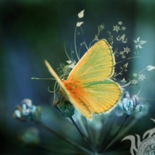 Желтая бабочка на аватарку