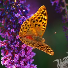 Butterfly on lilac for icon