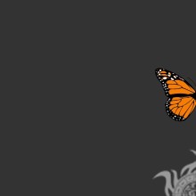 Schmetterling ohne Hintergrund