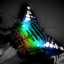 Schmetterling auf einem schwarzen Hintergrundfoto