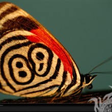 Papillon zèbre