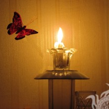 Ночная бабочка
