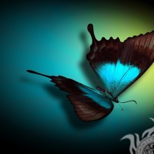 Papillon VK sur avatar