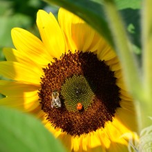 Schmetterling auf Avatar