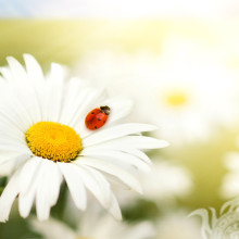 Ladybug on chamomile