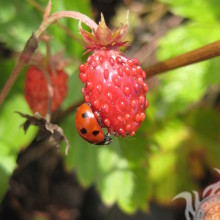 Coccinelle sur une baie