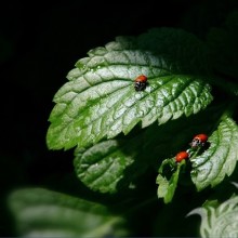 Ladybug photo download