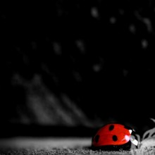 Black red ladybug