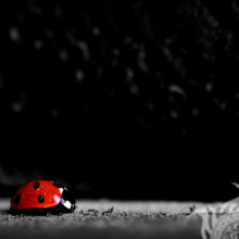 Ladybug with black dots