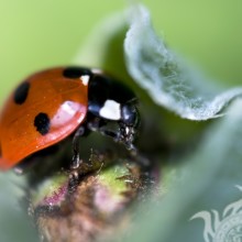 Ladybug with black spots