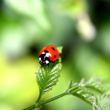 Ladybug photo for YouTube