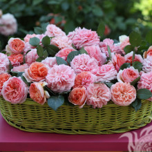 Photo de fleurs roses pour photo de profil