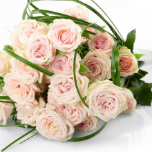 Розовые розы фото для Инстаграма