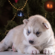 Новогодние картинки года собака белая щенок