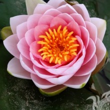 Foto hermosa flor para avatar