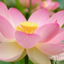 Lotus flower photo for icon