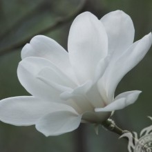 Hermosa flor blanca en avatar