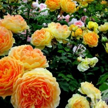Foto com rosas para avatar