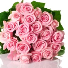 Roses belle photo sur avatar