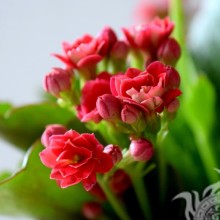 Красивые цветы фото на аватар