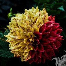 Fotos de flores para avatar