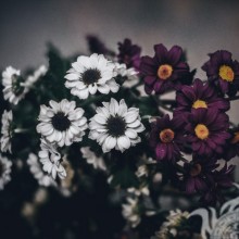 Красивые цветы картинка на аватар