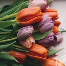 Тюльпаны на аватар