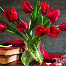 Красные тюльпаны фото на аватар