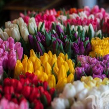 Foto de muitas flores para avatar