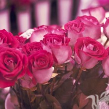 Розовые розы фото на аву