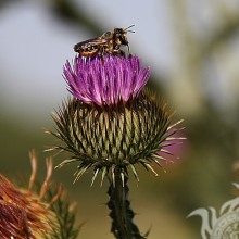 La abeja se sentó en una flor