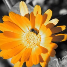 Бджола на квітці фото