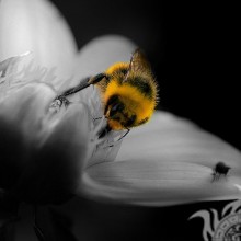 Bee close-up photo
