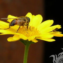 Abeille sur une fleur jaune